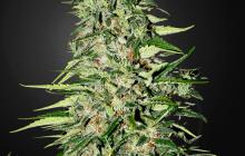 Diamond Girld by Green House Seeds