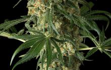 Big Kush od Dinafem seedbanky na Cannapedia.cz
