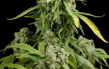Blue Cheese Autoflowering by Dinafem Seeds