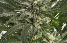 Blue Critical Autoflowering by Dinafem Seeds