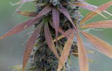 Blue Kush Autoflowering by Dinafem Seeds
