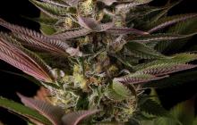 Blue Kush by Dinafem Seeds