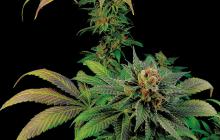 Blue Widow by Dinafem Seeds