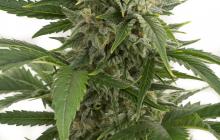Bubba Kush Autoflowering by Dinafem Seeds