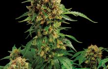 California Hashplant by Dinafem Seeds