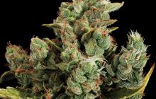 Cheese by Dinafem Seeds