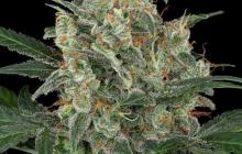 Cheese Autoflowering by Dinafem Seeds