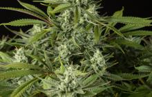 Cheese CBD by Dinafem Seeds