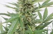 Cheese XXL Autoflowering by Dinafem Seeds