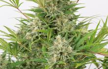 Critical Cheese Autoflowering by Dinafem Seeds