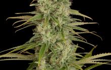 Critical Jack by Dinafem Seeds
