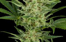 Critical Jack Autoflowering by Dinafem Seeds