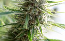 Critical Mass CBD by Dinafem Seeds