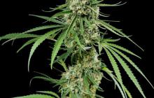 Critical + by Dinafem Seeds