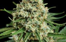 Critical + 2.0 by Dinafem Seeds