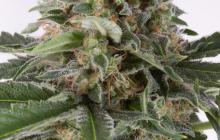Critical + Autoflowering by Dinafem Seeds