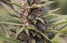 Diesel by Dinafem Seeds