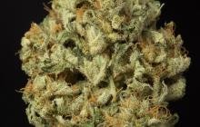 Dinafex Autoflowering by Dinafem Seeds