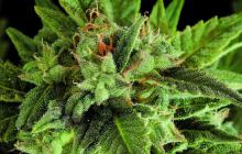 Fruit Autoflowering by Dinafem Seeds