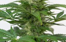 Haze Autoflowering CBD by Dinafem Seeds