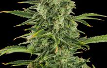 Haze Autoflowering by Dinafem Seeds