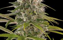 Industrial Plant by Dinafem Seeds