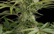 Kush-n-Cheese by Dinafem Seeds