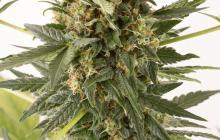 Kush-n-Cheese Autoflowering by Dinafem Seeds