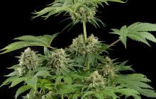 Moby Dick by Dinafem Seeds