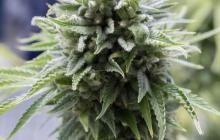 OG Kush Autoflowering by Dinafem Seeds
