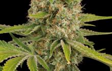 OG Kush by Dinafem Seeds