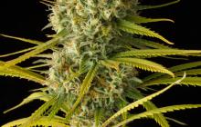 Original Amnesia by Dinafem Seeds