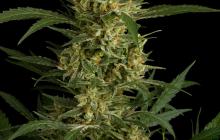 Original Amnesia Auto by Dinafem Seeds