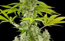 Power Kush by Dinafem Seeds