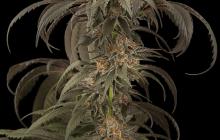 Purple Afghan Kush by Dinafem