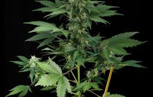 Dinafem - Roadrunner Autoflowering