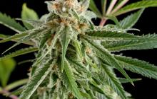 Royale Haze by Dinafem Seeds