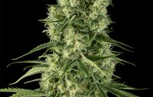 Santa Sativa by Dinafem Seeds