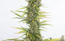 Amnesia Auto CBD 