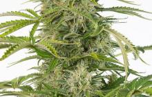 Cheese Auto CBD