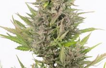 Critical+ Auto CBD