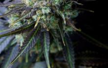 Dinamed CBD from Dinafem Seeds