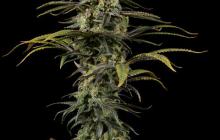 Early Amnesia CBD