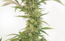  OG Kush Auto CBD