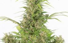 White Widow Auto CBD