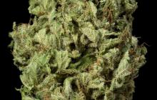 Sour Diesel Autoflowering by Dinafem Seeds