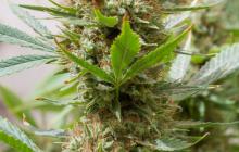 Strawberry Amnesia by Dinafem Seeds