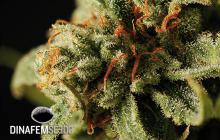 Sweet Deep Grapefruit by Dinafem Seeds