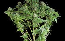 White Siberian by Dinafem Seeds