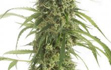 White Widow XXL Autoflowering by Dinafem Seeds